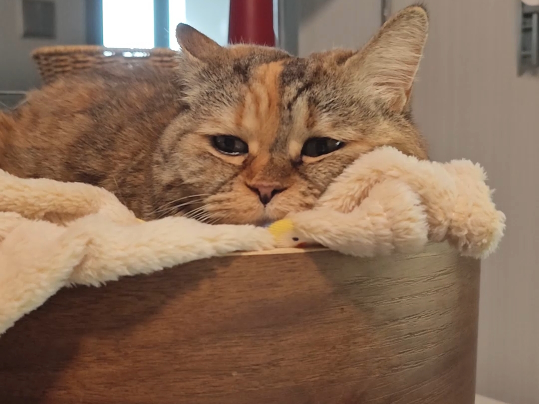 我曾经有一碗满满的猫粮