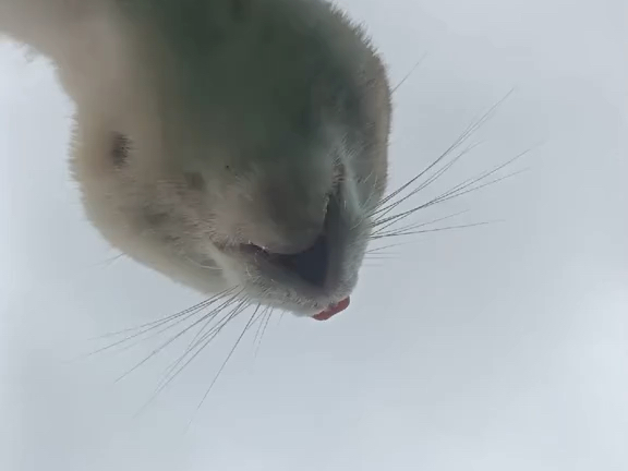 愤怒的老吴