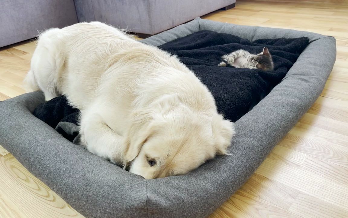 金毛对一只小猫占了他的床的反应