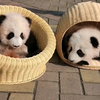 大熊猫渝可渝爱22日就要满周岁了，一起回顾三四个月大时萌宠可爱的样子
