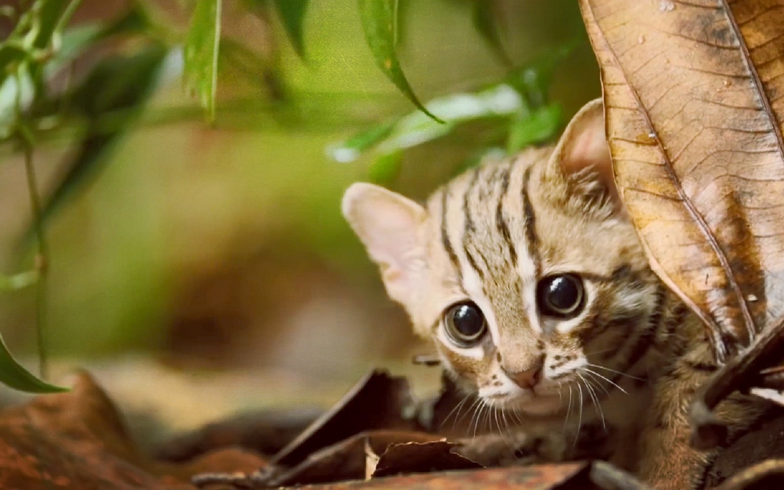 纪录片下载,荒野求生,bbc纪录片,国家地理,discovery探索频道,nhk纪录