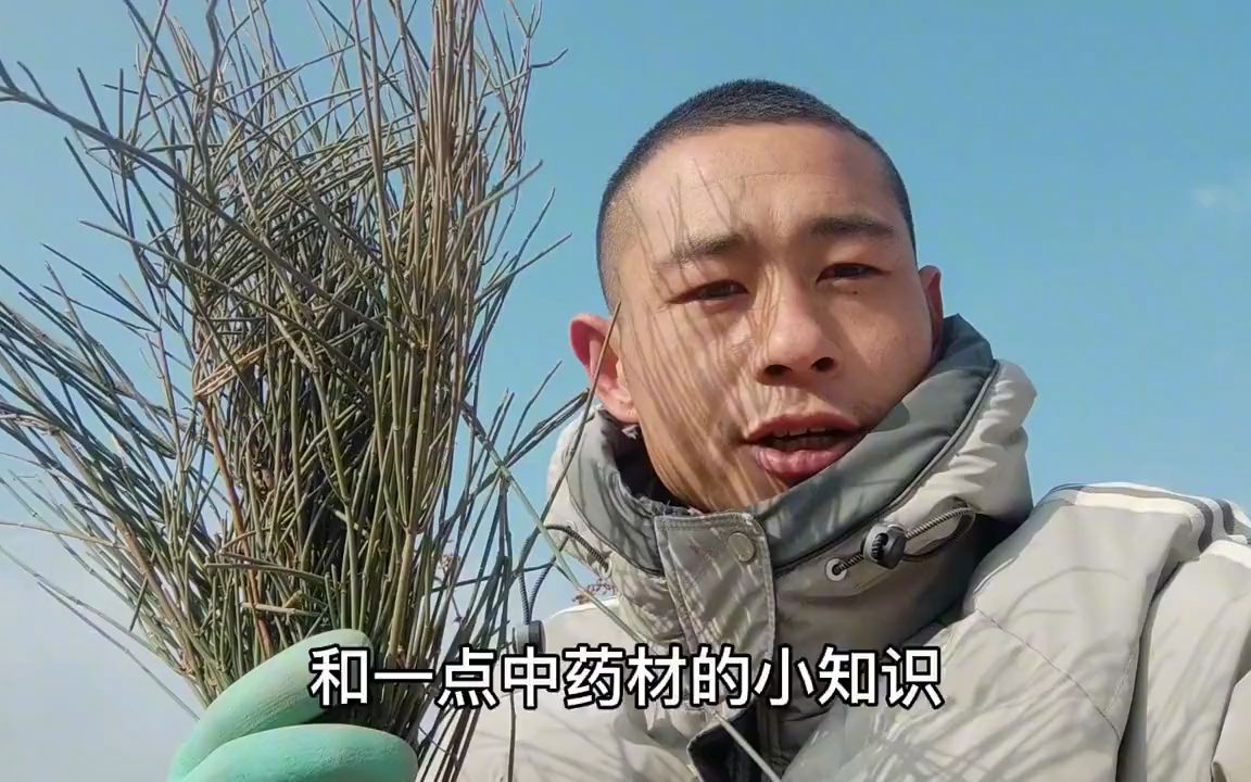 中药材麻黄，一家人都感冒了，小伙上山找中药材麻黄，你认识吗？