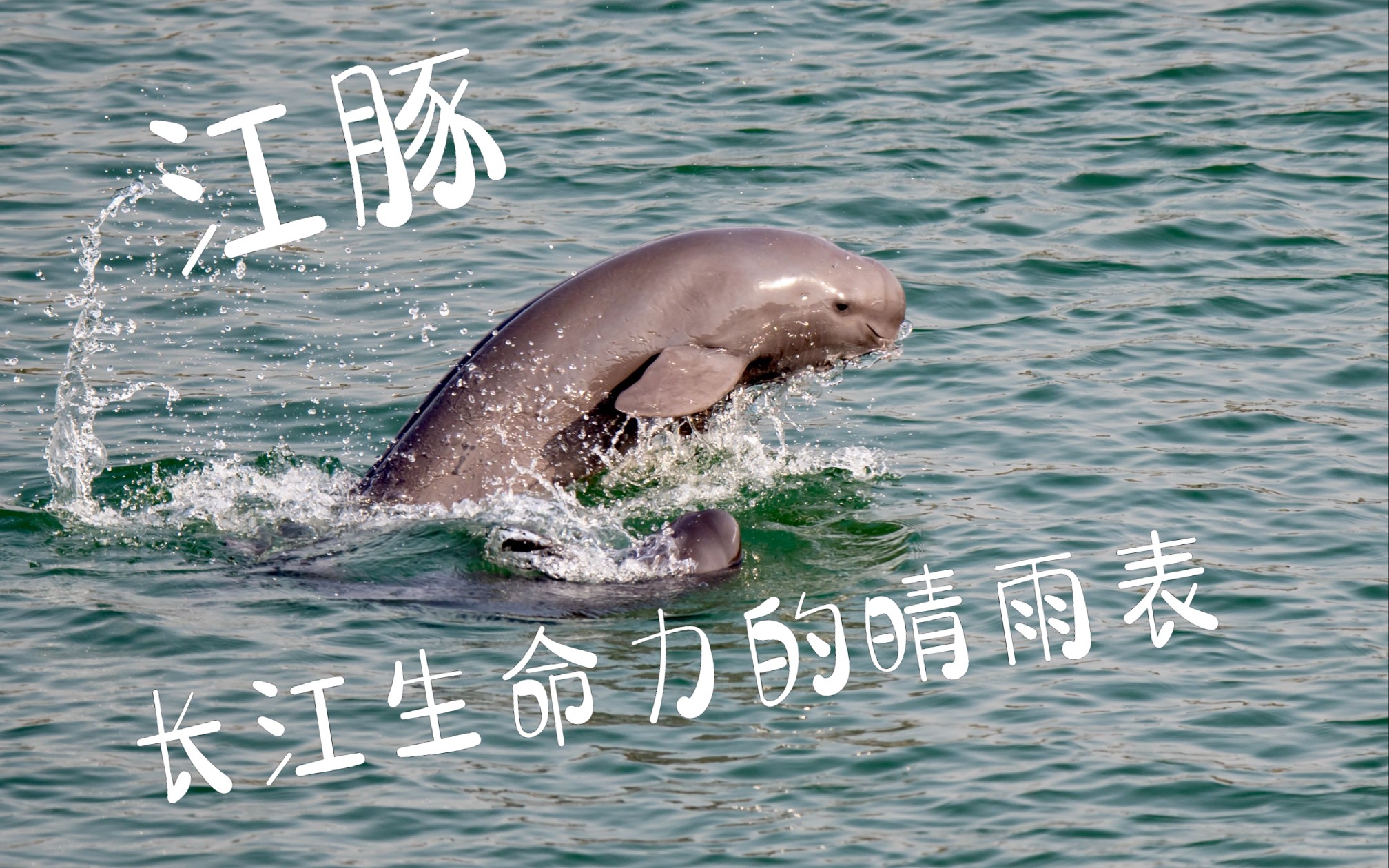 长江大保护：江豚又回来了