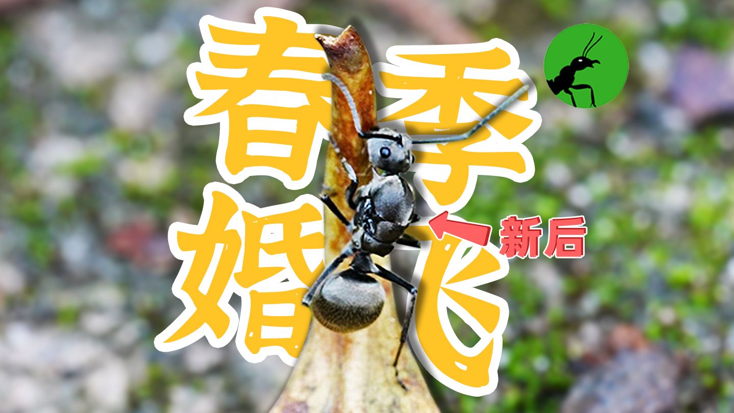 蚁酸太猛，把自己“酸”死了？（去逛国家公园系列)
