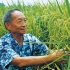 87岁老头用海水种水稻，平均亩产1145公斤，喂饱全世界8亿人口！