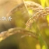 大片地的水稻用机器收割#大米#丰收