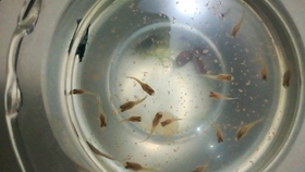 适合家里养的小鱼图片 b1157a246587d2c9172f8ce0ce6a0e4e016f4fe4.jpg@280w_158h_1c_100q.jpg