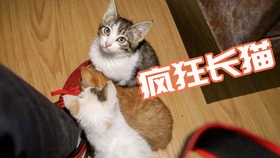 b11f1d3589f29a0e06515ceeba24fa13b931044b.jpg@280w_158h_1c_100q.jpg