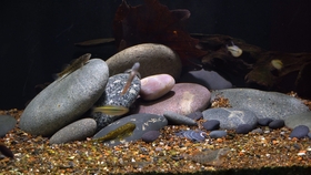 鱼多久能生完小鱼 b13f17e8ab3f26602308230abee2dcc60cd12a4e.jpg@280w_158h_1c_100q.jpg