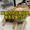 狗狗为什么和母亲发生交配行为
