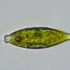 梭形鳞孔藻3_游泳（～600X光学放大）