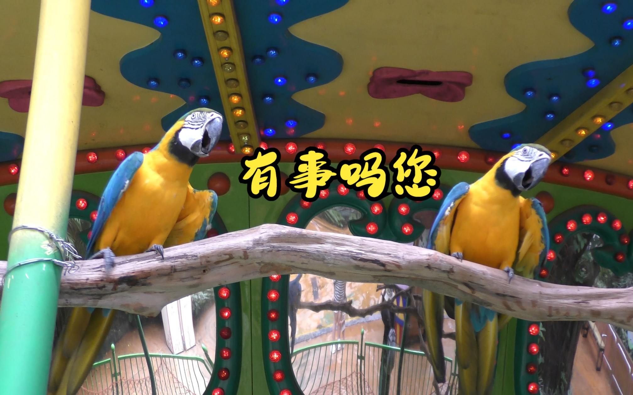 【长隆游园】住在旋转木马下的两只琉璃金刚鹦鹉，挺好看，但也有够吵