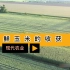 现代农业之——鲜玉米收获（老王讲糖系列视频）