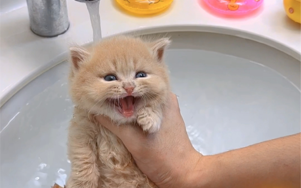 当小奶猫第一次下水洗澡