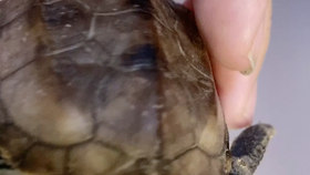 乌龟怎么样才会长大 b185882bbf7687ed0e88e1096510e877caaab18b.jpg@280w_158h_1c_100q.jpg