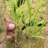 如何有效防除稻田稗草？