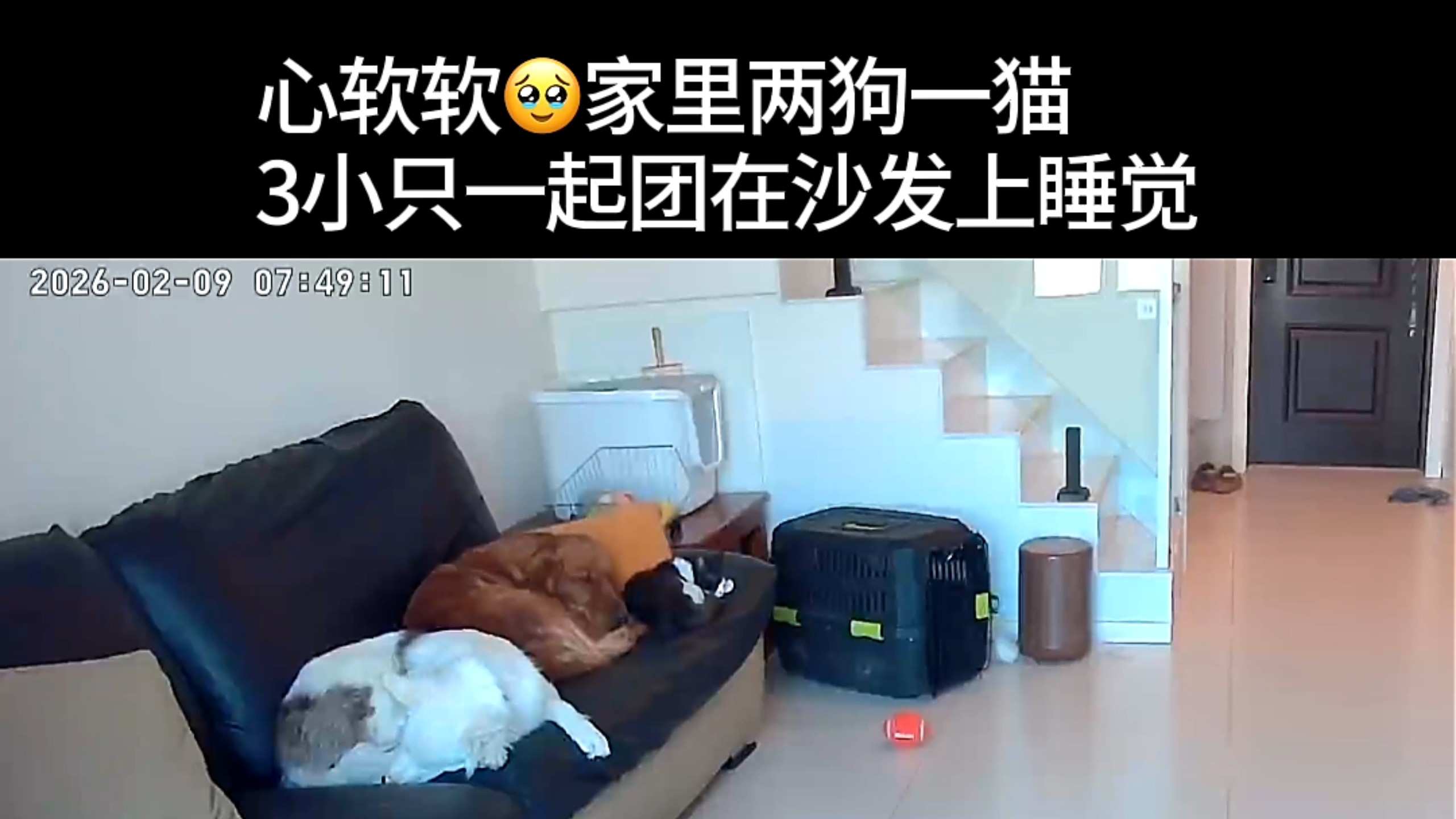 或许你见过猫狗趴在一起睡觉吗？萌鼠我啦！好治愈的画面，如果我没看到最后的话...