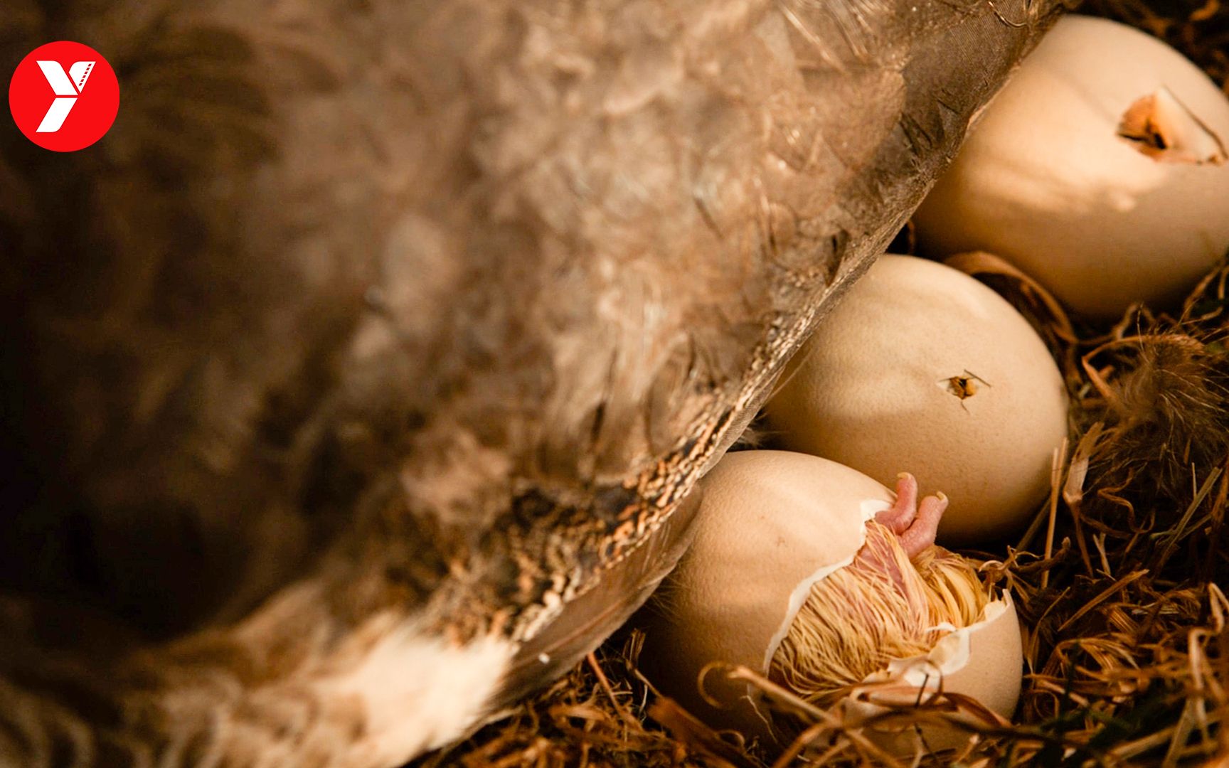 【越哥】 前半段昏昏欲睡，后半段感动落泪，一部能给你20秒勇气的电影！《我家买了动物园》