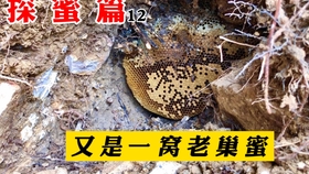 b1c694acf2d6e2e9151d9cf4340d84d0e1833d3c.jpg@280w_158h_1c_100q.jpg