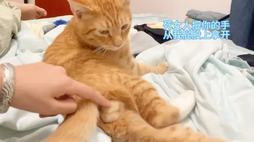 摸橘猫蛋蛋会怎样