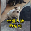 当狗狗能听懂人话时，果断是成精了，秒变影帝
