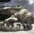 小雪豹枕着妈妈肚皮午睡，太温馨了