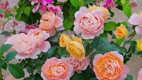 b1fa6ea341ea3f877f031e4da8dc93d2e470c463.jpg@280w_158h_1c_100q.jpg