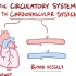【搬运osmosis】Anatomy & physiology of the circulatory system (h