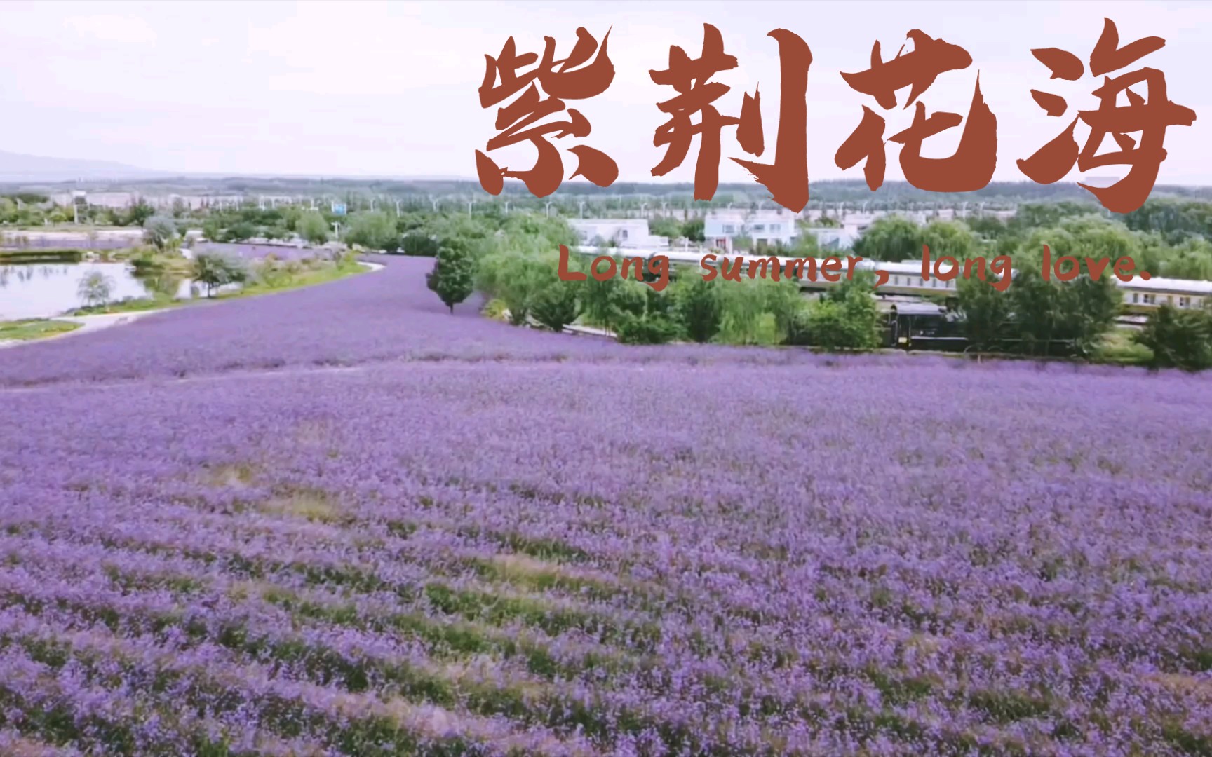 【准高一去哪儿玩】甘肃金昌紫荆花海
