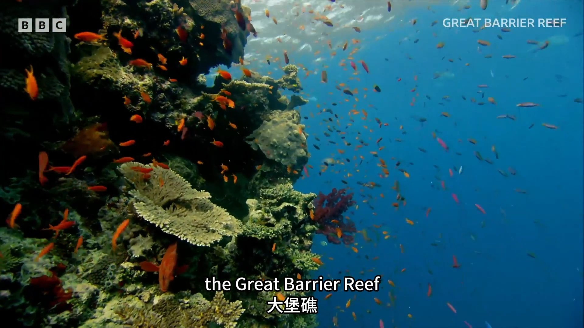 人教新八下Unit4 写作课导入视频 Great Barrier Reef  大堡礁