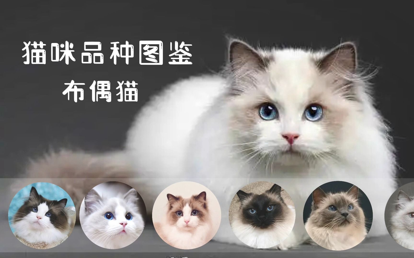猫咪品种图鉴-----布偶猫