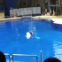 【白鲸】北京动物园的白鲸现场表演，太可爱了