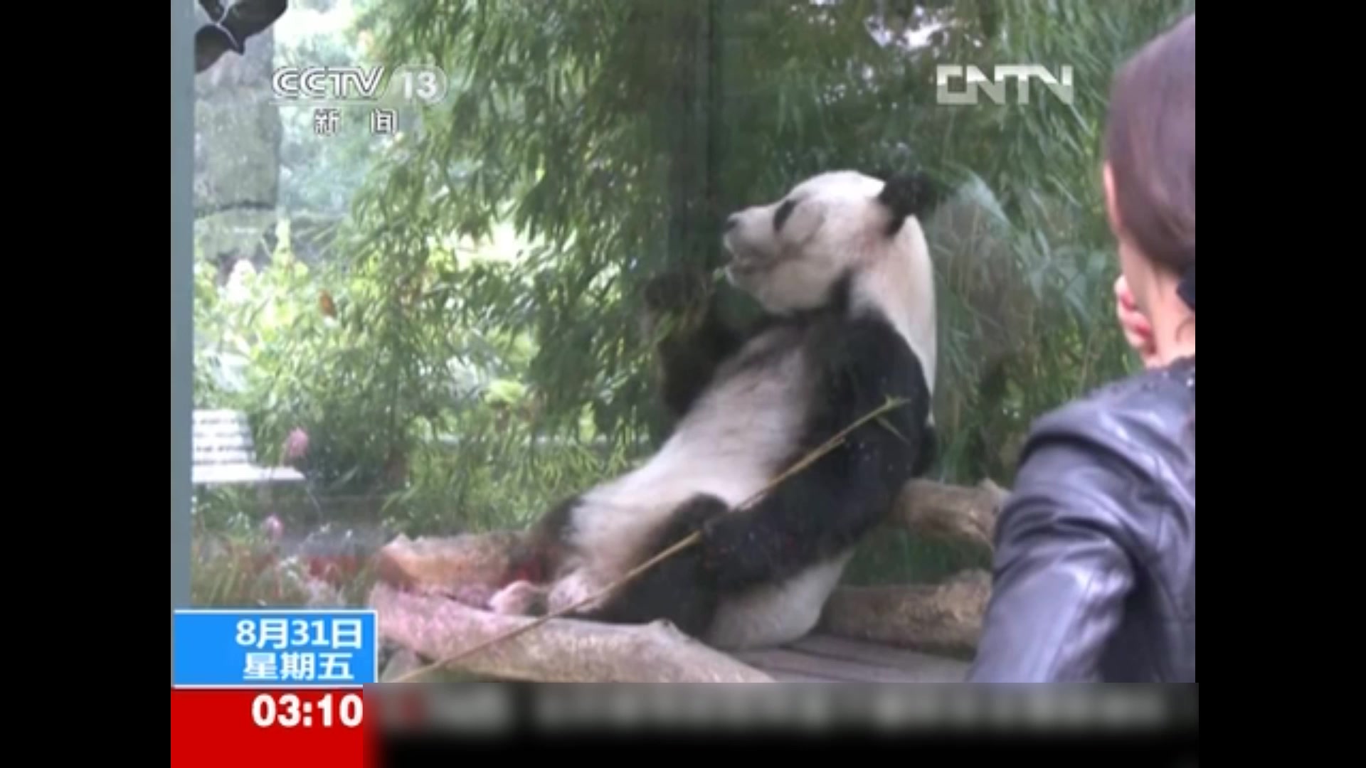 德国柏林动物园——大熊猫“宝宝”