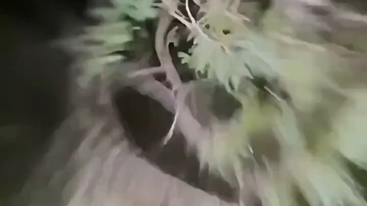 大哥别走火嘛，给你跳个舞
