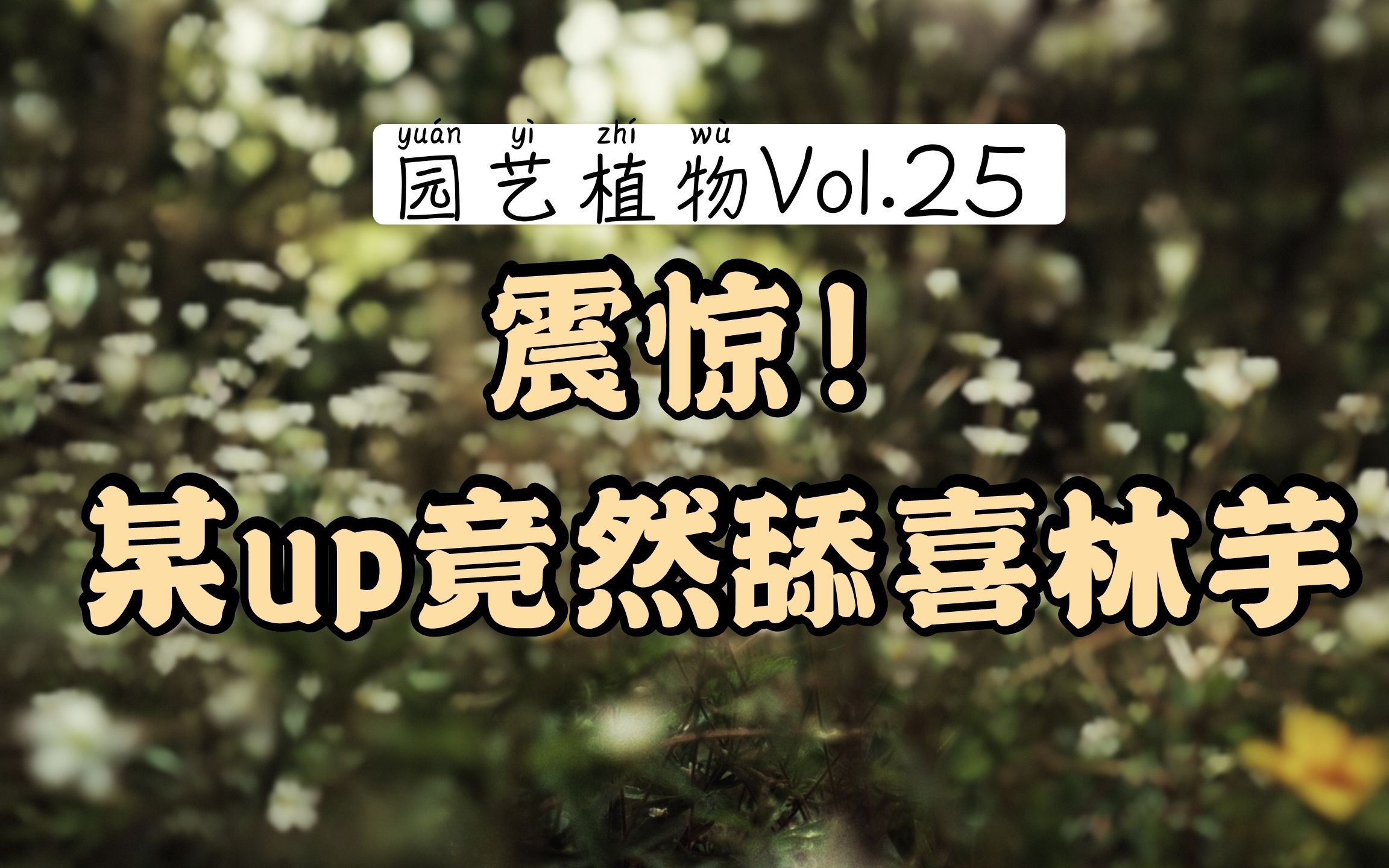 【园艺植物Vol.25】四个月!植物生长状态更新 白锦龟背竹/荣耀喜林芋/橙柄喜林芋/天鹅绒海芋等哔哩哔哩bilibili