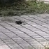 海南大学的跳跳鼠（应该是松鼠，孤陋寡闻的我不知道是啥）