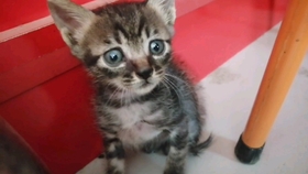 免费下载皮皮猫 b2acda1dd56096d4ade42e2c8f53e6f0eb14ab3f.jpg@280w_158h_1c_100q.jpg