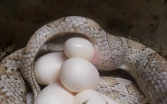 玉米蛇的产蛋过程