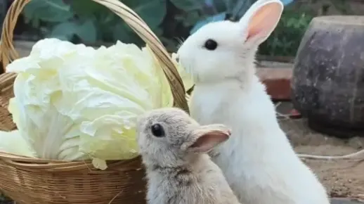 快乐的小兔子！