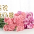 【大叔说花】鲜切花选购及保养10/康乃馨、香石竹、多头康乃馨，鲜切花