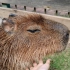 稳重的capybara