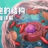 【中文讲解】细胞的结构及功能详解-3D动画演示-生物学