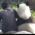 大熊猫:劳资是国宝靠着你坐，你还敢推我