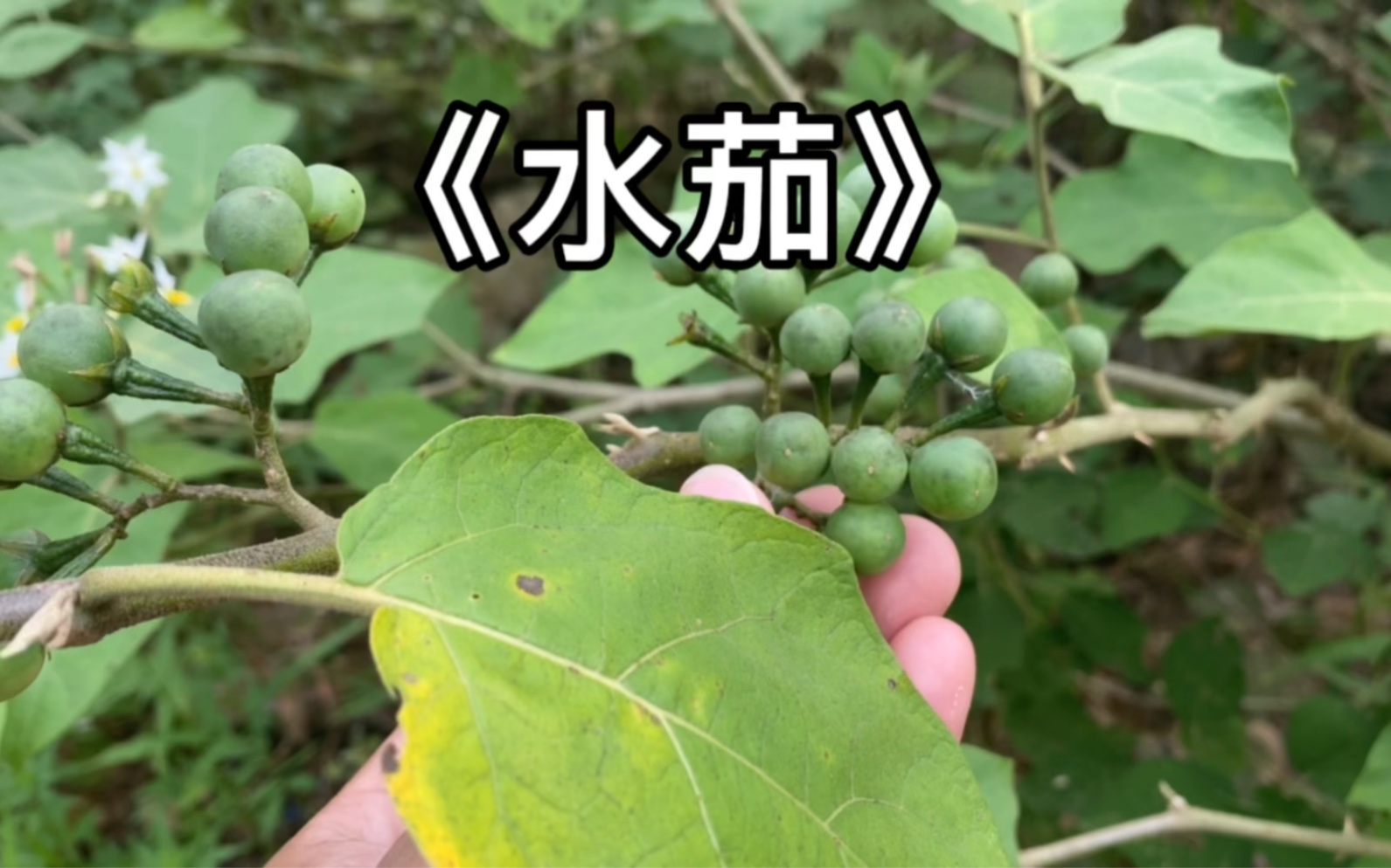 农村不起眼的水茄,号称"明目草,作用厉害了,原来价值那么大?