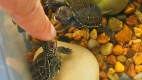 乌龟怎么下班 b387e371c0b149ff63fcc3e7c6cac8c4ae3bdd6e.jpg@280w_158h_1c_100q.jpg