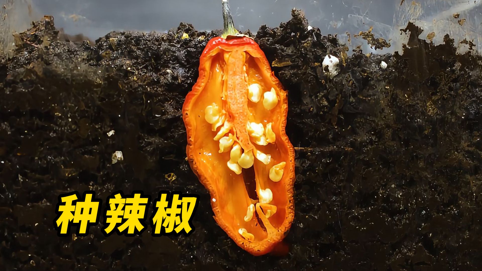 千万别把魔鬼辣椒切开埋在土里，要不然它就会这样生长！