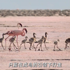 火烈鸟🦩的求生之旅