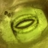 显微镜下紫藤的气孔张开-闭合，植物的呼吸