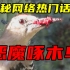 啄死幼鸟吸食脑髓，啄木鸟变成害鸟了么？