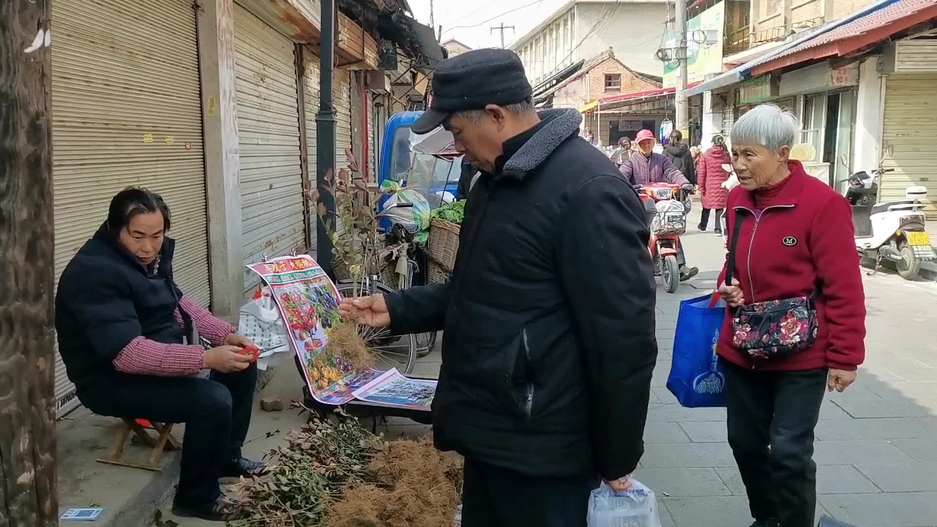 汉中大叔赶集遇怪事，地摊卖车厘子树苗四季常绿，看着像黄杨